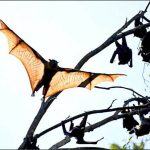 วิกฤตไวรัสนิปาห์ (Nipah Virus) และกลยุทธ์การป้องกันปี 2026