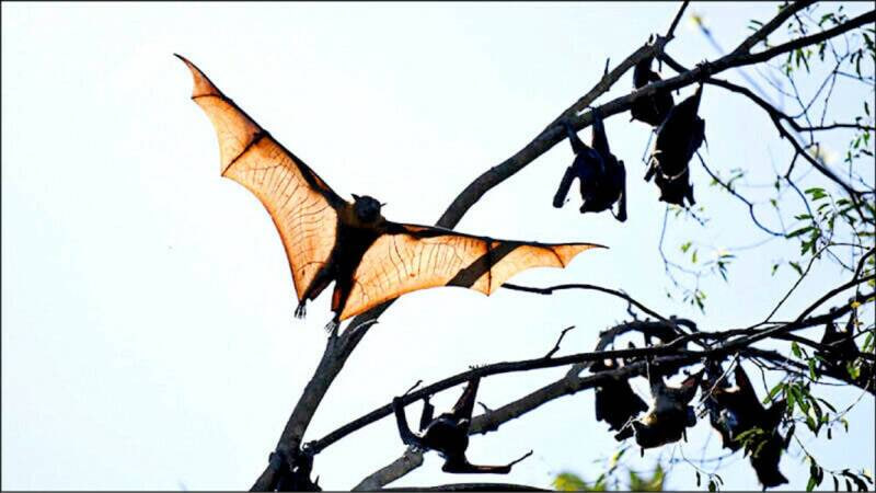 วิกฤตไวรัสนิปาห์ (Nipah Virus) และกลยุทธ์การป้องกันปี 2026
